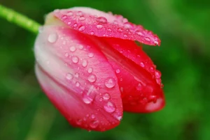 langage_des_fleurs-hr